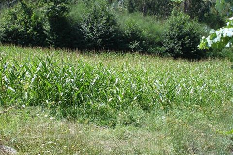 Helårsgrund i Barcelos, Braga, Barcelos - € 105.000 | Ref: 2598/08 - foto 4