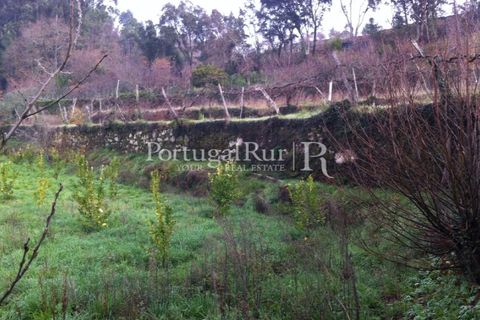 Farm i Sever do Vouga, Aveiro, Sever do Vouga - € 120.000 | Ref: FIN_3801 - foto 9