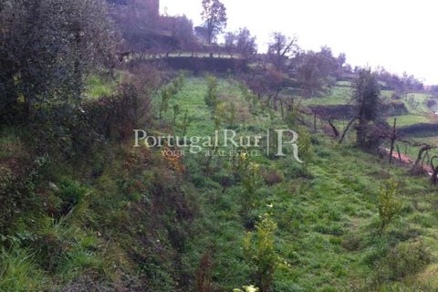 Farm i Sever do Vouga, Aveiro, Sever do Vouga - € 120.000 | Ref: FIN_3801 - foto 12