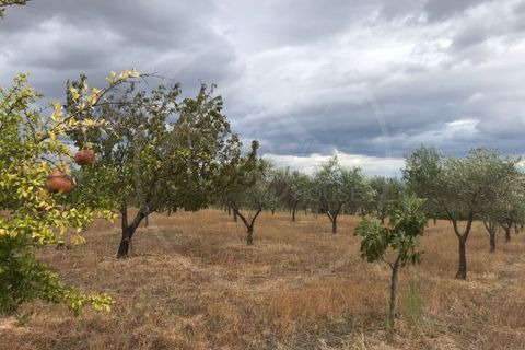 Gård i Alvite e Passos, Braga, Alvite e Passos - € 179 000 | Ref: Q 5033 - foto 5