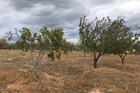Gård i Alvite e Passos, Braga, Alvite e Passos - € 179 000 | Ref: Q 5033 - foto 6