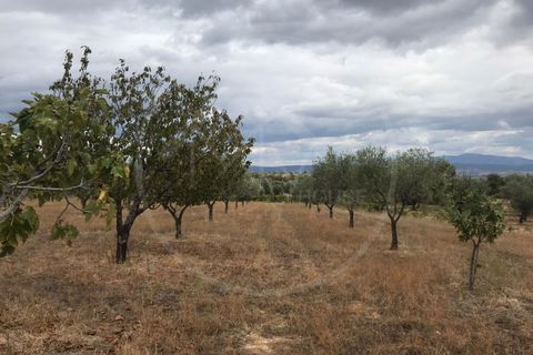 Gård i Alvite e Passos, Braga, Alvite e Passos - € 179 000 | Ref: Q 5033 - foto 9