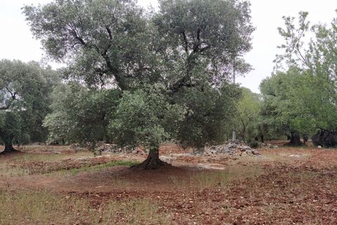 Lejlighed i Ostuni, Brindisi, Ostuni - € 145.000 | Ref: 134 - foto 25