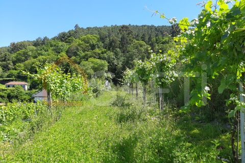 Landejendom i Abedim, Viana do Castelo, Abedim - € 60.000 | Ref: SAFTI:001067 - foto 6
