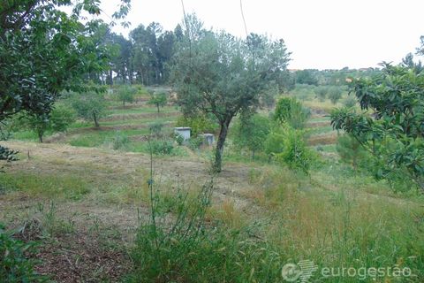 Helårsgrund i Viseu, Viseu, Viseu - € 95.000 | Ref: LMG_3620 - N - foto 20
