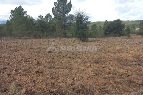 Helårsgrund i Castelo Branco, Castelo Branco, Castelo Branco - € 10.000 | Ref: PP3570 - foto 2
