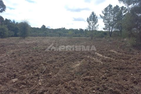 Helårsgrund i Castelo Branco, Castelo Branco, Castelo Branco - € 10.000 | Ref: PP3570 - foto 4