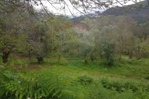 Farm i Arcos de Valdevez, Viana do Castelo, Arcos de Valdevez - € 400.000 | Ref: 126371012-17 - foto 14