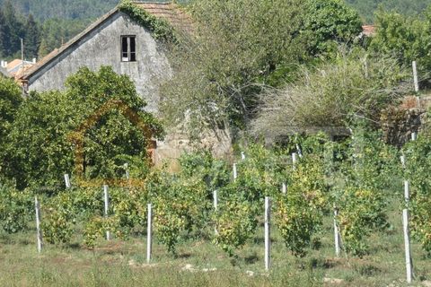 Gård i Prado e Remoaes, Viana do Castelo, Prado e Remoaes - € 69 000 | Ref: SAFTI:00406 - foto 6