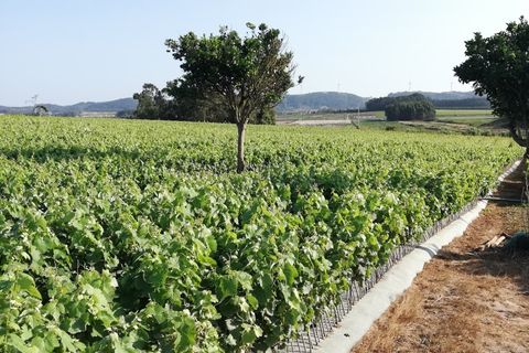Villa i Obidos, Leiria, Obidos - € 89.000 | Ref: RVC2568 - foto 6