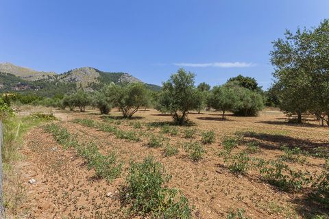 Cortijo i Pollenca, Mallorca, Pollenca - € 1.450.000 | Ref: POL5971 - foto 3