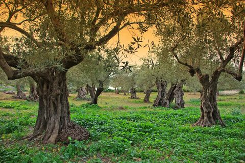 Tomt i Pollenca, Mallorca, Pollenca - € 1 160 000 | Ref: POL0465 - foto 12