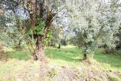Helårsgrund i Ponte de Lima, Viana do Castelo, Ponte de Lima - € 50.000 | Ref: SÒL_1678 - foto 9