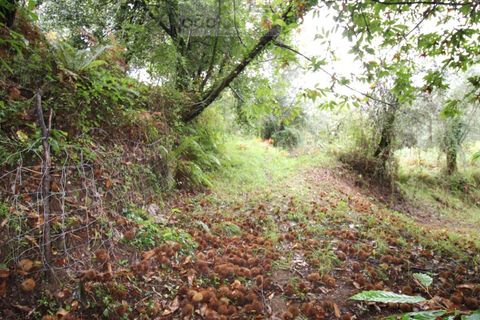 Helårsgrund i Ponte de Lima, Viana do Castelo, Ponte de Lima - € 50.000 | Ref: SÒL_1678 - foto 15