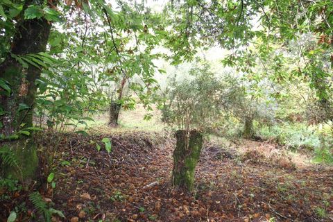 Helårsgrund i Ponte de Lima, Viana do Castelo, Ponte de Lima - € 50.000 | Ref: SÒL_1678 - foto 16