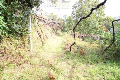 Helårsgrund i Ponte de Lima, Viana do Castelo, Ponte de Lima - € 50.000 | Ref: SÒL_1678 - foto 17