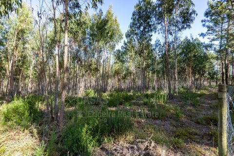 Helårsgrund i Ericeira, Lisbon, Ericeira - € 2.370.000 | Ref: V21210 - foto 6