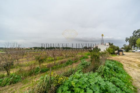 Farm i Palmela, Setubal, Palmela - € 4.500.000 | Ref: 7652 - foto 3