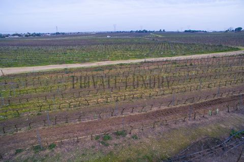 Farm i Palmela, Setubal, Palmela - € 4.500.000 | Ref: 7652 - foto 2