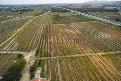 Farm i Palmela, Setubal, Palmela - € 4.500.000 | Ref: 7652 - foto 5