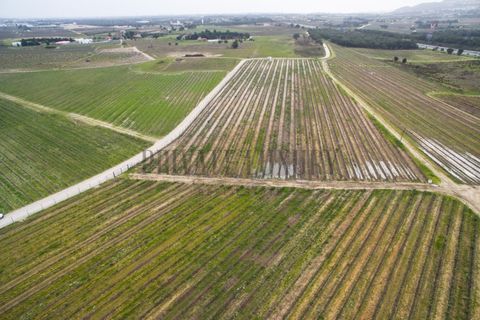 Farm i Palmela, Setubal, Palmela - € 4.500.000 | Ref: 7652 - foto 6