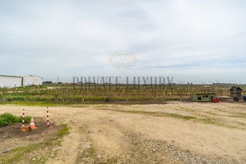 Farm i Palmela, Setubal, Palmela - € 4.500.000 | Ref: 7652 - foto 8