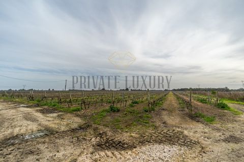 Farm i Palmela, Setubal, Palmela - € 4.500.000 | Ref: 7652 - foto 9