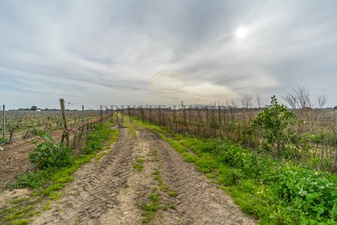 Farm i Palmela, Setubal, Palmela - € 4.500.000 | Ref: 7652 - foto 10
