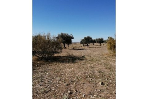 Helårsgrund i Beja, Beja, Beja - € 149.750 | Ref: TER_57 - foto 2