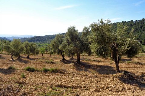 Finca i Maella, Zaragoza, Maella - € 21.000 | Ref: 0727 - foto 13