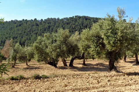 Finca i Maella, Zaragoza, Maella - € 21.000 | Ref: 0727 - foto 15