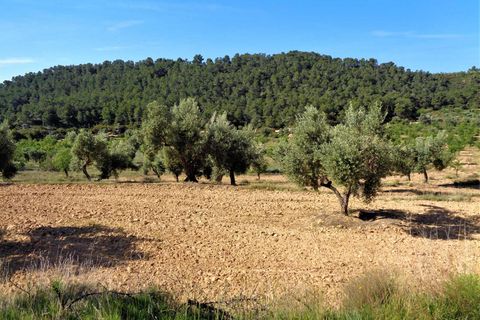 Finca i Maella, Zaragoza, Maella - € 21.000 | Ref: 0727 - foto 10