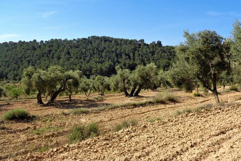 Finca i Maella, Zaragoza, Maella - € 21.000 | Ref: 0727 - foto 14