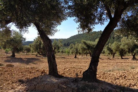 Finca i Maella, Zaragoza, Maella - € 21.000 | Ref: 0727 - foto 9