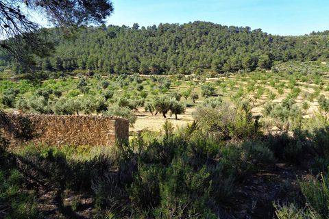 Finca i Maella, Zaragoza, Maella - € 21.000 | Ref: 0727 - foto 20
