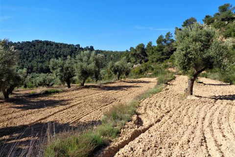 Finca i Maella, Zaragoza, Maella - € 21.000 | Ref: 0727 - foto 11