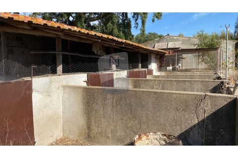 Farm i Coruche, Santarem, Coruche - € 215.000 | Ref: ID 01003046-01 - foto 8