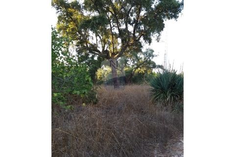 Farm i Coruche, Santarem, Coruche - € 215.000 | Ref: ID 01003046-01 - foto 13