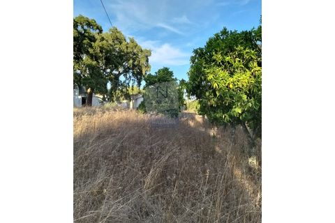 Farm i Coruche, Santarem, Coruche - € 215.000 | Ref: ID 01003046-01 - foto 15