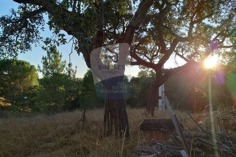 Farm i Coruche, Santarem, Coruche - € 215.000 | Ref: ID 01003046-01 - foto 16