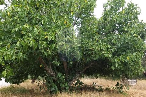 Farm i Coruche, Santarem, Coruche - € 215.000 | Ref: ID 01003046-01 - foto 18