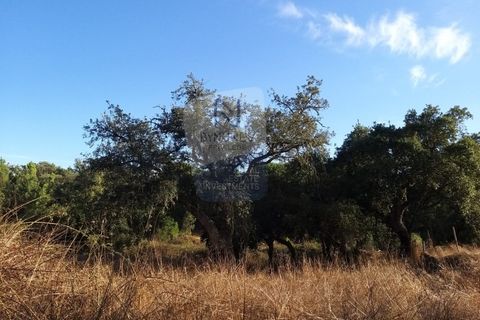 Farm i Coruche, Santarem, Coruche - € 215.000 | Ref: ID 01003046-01 - foto 19