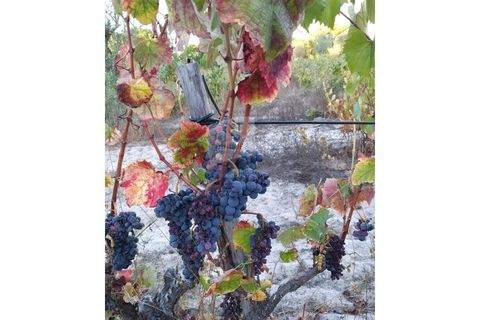 Farm i Coruche, Santarem, Coruche - € 215.000 | Ref: ID 01003046-01 - foto 20