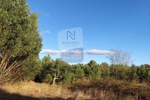 Farm i Coruche, Santarem, Coruche - € 215.000 | Ref: ID 01003046-01 - foto 21