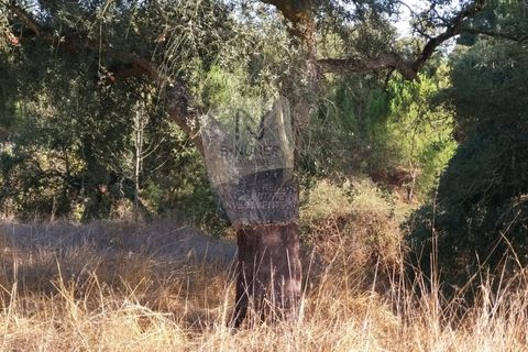 Farm i Coruche, Santarem, Coruche - € 215.000 | Ref: ID 01003046-01 - foto 22