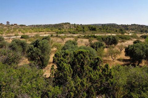 Finca i Maella, Zaragoza, Maella - € 18.500 | Ref: 0655 - foto 14