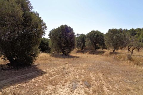 Finca i Maella, Zaragoza, Maella - € 18.500 | Ref: 0655 - foto 12