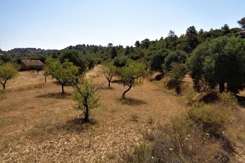 Finca i Maella, Zaragoza, Maella - € 18.500 | Ref: 0655 - foto 1