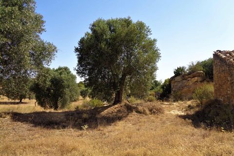 Finca i Maella, Zaragoza, Maella - € 18.500 | Ref: 0655 - foto 11