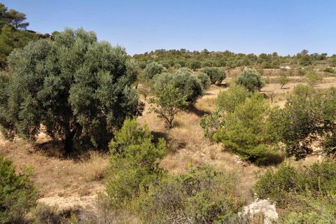 Finca i Maella, Zaragoza, Maella - € 18.500 | Ref: 0655 - foto 13